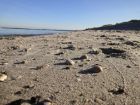 muscheln-am-graal-mueritzer-ostseestrand