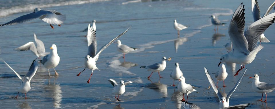 moewen-am-graal-mueritzer-ostseestrand-1