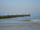 moewen-am-graal-mueritzer-ostseestrand-3