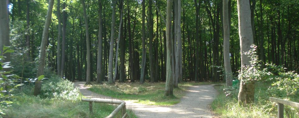 graal-mueritzer-wege-kuestenwald