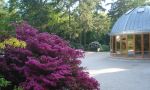 Im Graal-Müritzer Rhododendronpark finden ganzjährig Veranstaltungen im Konzertpavillon statt  Höhepunkt ist jedes Jahr das Parkfest zur Blütezeit des Rhododendrons