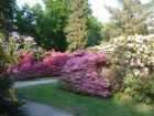 graal-mueritzer-rhododendronpark-direkt-hinter-der-ostsee-2