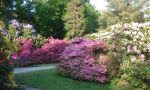 Vom Graal-Müritzer Rhododendronpark sind es nur noch wenige Schritte bis zur Ostsee