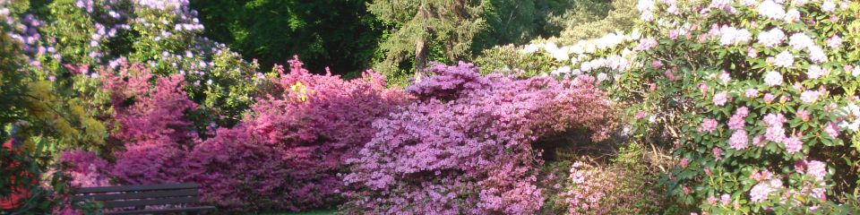 graal-mueritzer-rhododendronpark-direkt-hinter-der-ostsee-2