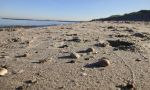 Muschel am Graal-Müritzer Ostseestrand