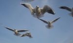 fliegende Möwen am Graal-Müritzer Ostseestrand