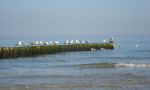 pausierende Möwen am Graal-Müritzer Ostseestrand