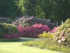 graal-mueritzer-rhododendronpark-direkt-an-der-ostsee