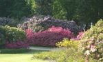 blühende Rhododendren im Graal-Müritzer Rhododendronpark